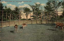 Deer Park, Riverton Park Postcard