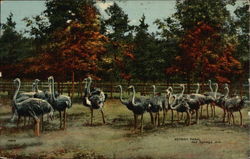 Ostrich Farm Hot Springs, AR Postcard Postcard