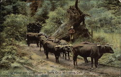 Hauling Wood with Oxen Team in Santa Cruz Mountains California Postcard Postcard