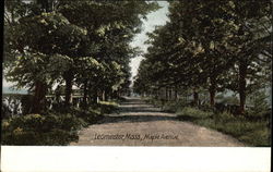 Maple Avenue Leominster, MA Postcard Postcard