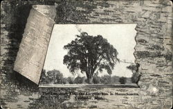 The Lancaster Elm, the Largest Elm in Massachusetts Postcard Postcard