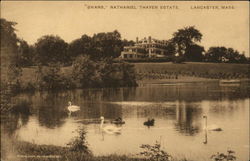 "Swans" at the Nathaniel Thayer Estate Postcard