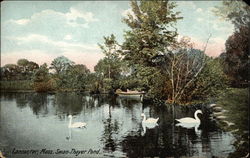 Swan-Thayer Pond Postcard