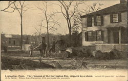 The Remains of the Harrington Elm Postcard