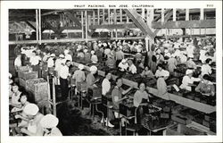 Fruit Packing Operation Postcard