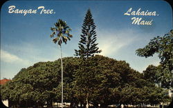 Banyan Tree Postcard