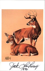 Whitetail Buck and Doe by Jack Lashway, 1990 Postcard