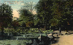 Lily Pond, Washington Park Albany, NY Postcard Postcard