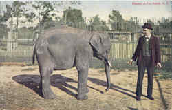 Elephant At Zoo Buffalo, NY Postcard Postcard