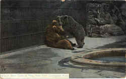 Bear Cubs At Play, New York Zoological Park Bears Postcard Postcard