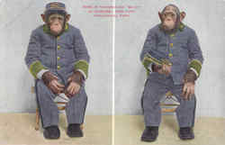 Chimpanzee Baldy In Uniform, New York Zoological Park Postcard