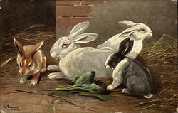 Rabbits Eating and Resting on Straw Postcard Postcard