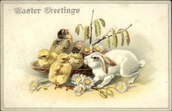 Easter Greetings, With Chicks and White Bunny Postcard