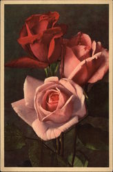 Red and Pink Roses Flowers Postcard Postcard