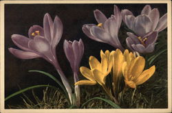 Purple and Yellow Crocus Flowers Postcard Postcard