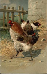 Chickens Pecking in the Yard Postcard