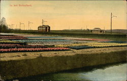 Bulb Fields Netherlands Benelux Countries Postcard Postcard