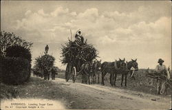 Loading Sugar Cane Barbados Caribbean Islands Postcard Postcard