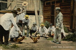 A Cock Fight Panama Postcard Postcard