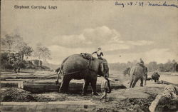 Elephant Carrying Logs Elephants Postcard Postcard