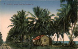 Coconut Groves along the Northern Railway Postcard