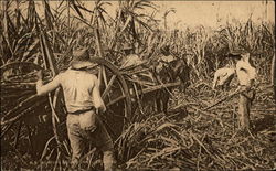 Reaping Sugar Cane Postcard