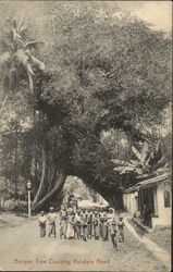 Banyan Tree Crossing the Kalutara Road Postcard