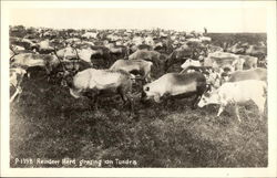 Reindeer Herd Grazing on Tundra Postcard Postcard