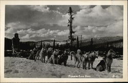 Siberian Sled Dogs Postcard Postcard