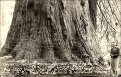 General Custer Sequoia Semperviren Redwood Tree Postcard