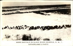 Wood Buffalo in Slave River Reserve Northwest Territories Canada Postcard Postcard