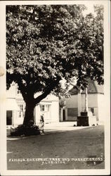 Famous Chestnut Tree and Market Cross Postcard