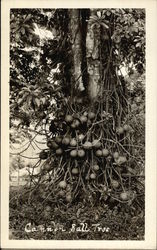 Cannon Ball Tree Postcard