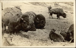 Herd of Buffalo Postcard