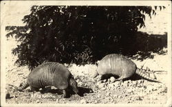 Armadillos Postcard Postcard