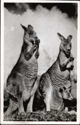 Two Australian Kangaroos Postcard