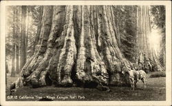 California Tree - Kings Canyon National Park Postcard