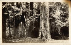 Big Tree, Mount Tamalpais Mill Valley, CA Postcard Postcard