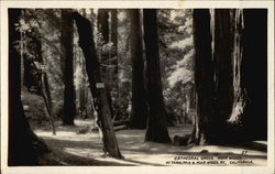 Cathedral Grove, Muir Woods Mill Valley, CA Postcard Postcard