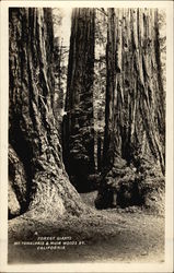 Forest Giants, Muir Woods Postcard