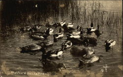 Mallard Ducks Feeding Birds Postcard Postcard