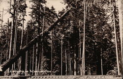 Logging in Washington Postcard