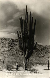 The World's Largest Cactus Postcard