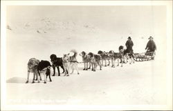 Dog Sled Team Dogs Postcard Postcard