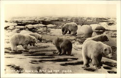 Polar Bears on Arctic Ice Floe Alaska Postcard Postcard