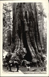 General Grant Tree Postcard