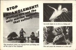 Stop Entanglement! Modern (1970's to Present) Postcard Postcard