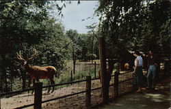 The Zoo, Forest Park Postcard