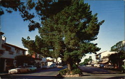 Picturesque Ocean Avenue Postcard