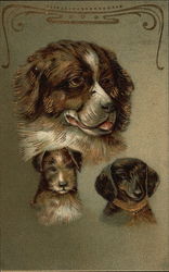 Portrait of Three Dogs Postcard Postcard